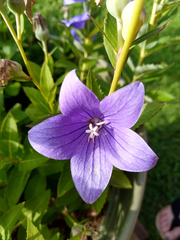Platycodon grandiflorus