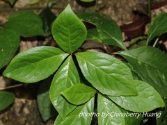 Chloranthus oldhamii