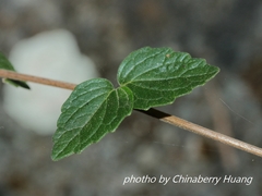Scutellaria tashiroi