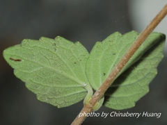 Scutellaria tashiroi