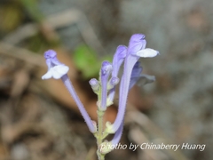 Scutellaria tashiroi