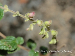 Scutellaria tashiroi