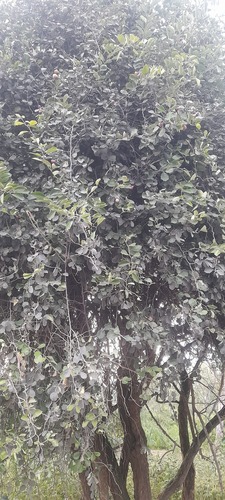 Capparis grandis (Capparis grandis)