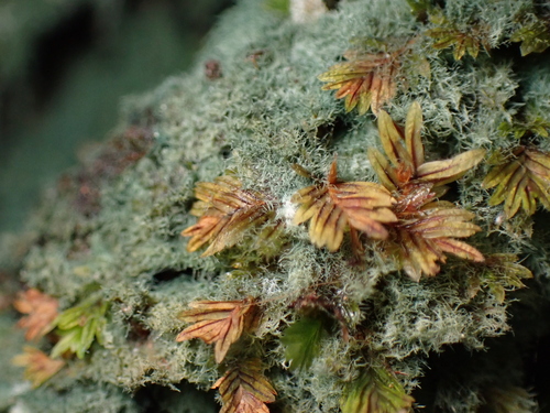 Dictyonema coppinsii