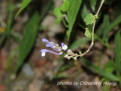 Scutellaria tashiroi