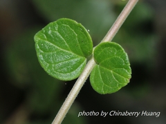 Scutellaria tashiroi