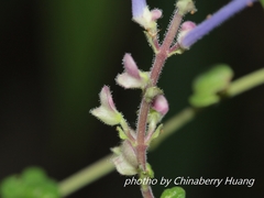 Scutellaria tashiroi
