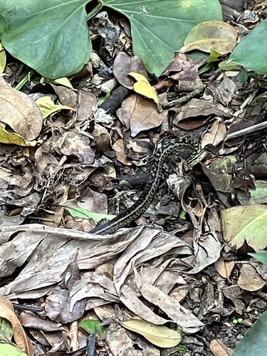 Montserrat Racer