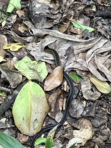 Montserrat Racer