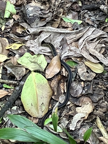 Montserrat Racer