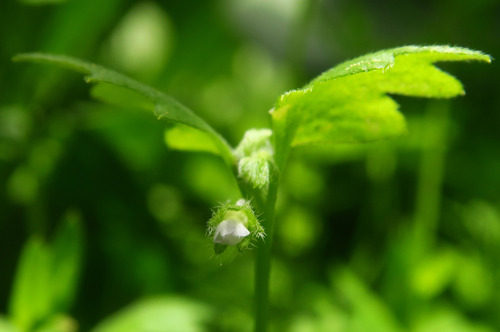 Nemophila parviflora var. austiniae