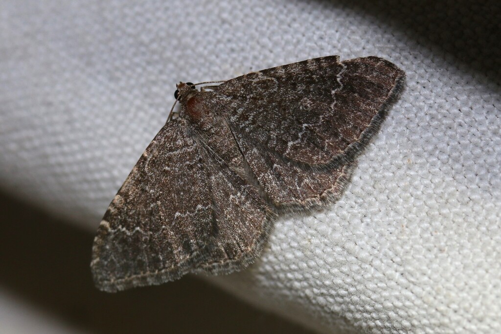 Cataclysme riguata