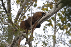 Callicebus personatus