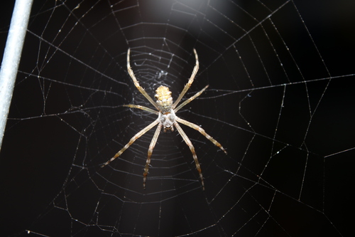 Silver Garden Orbweaver