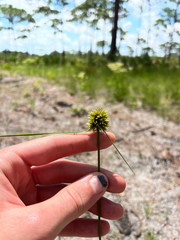 Slender Sedge (Cyperus filiculmis)