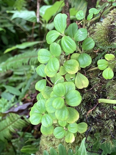 Peperomia trifolia, photograph 5