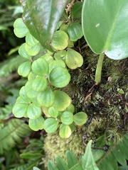 Peperomia trifolia, photograph monkeyjodey, CC0, iNaturalist via GBIF
