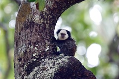 Callithrix geoffroyi