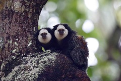 Callithrix geoffroyi