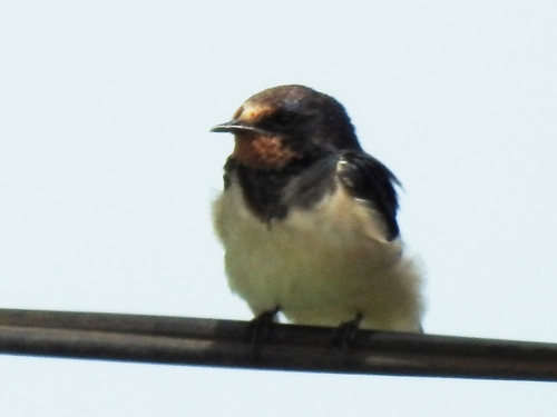 Barn Swallow