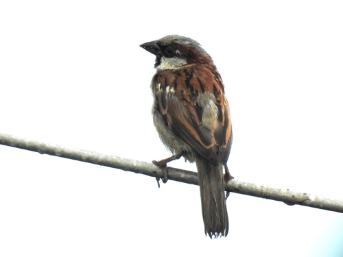 House Sparrow