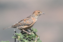 Mirafra apiata apiata