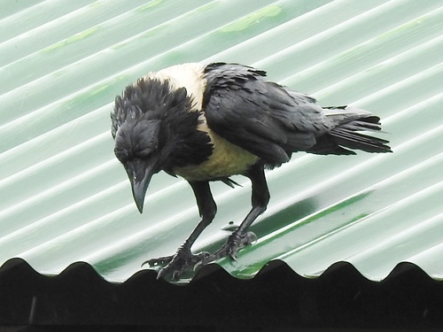 Pied Crow