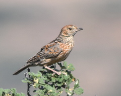 Mirafra apiata apiata