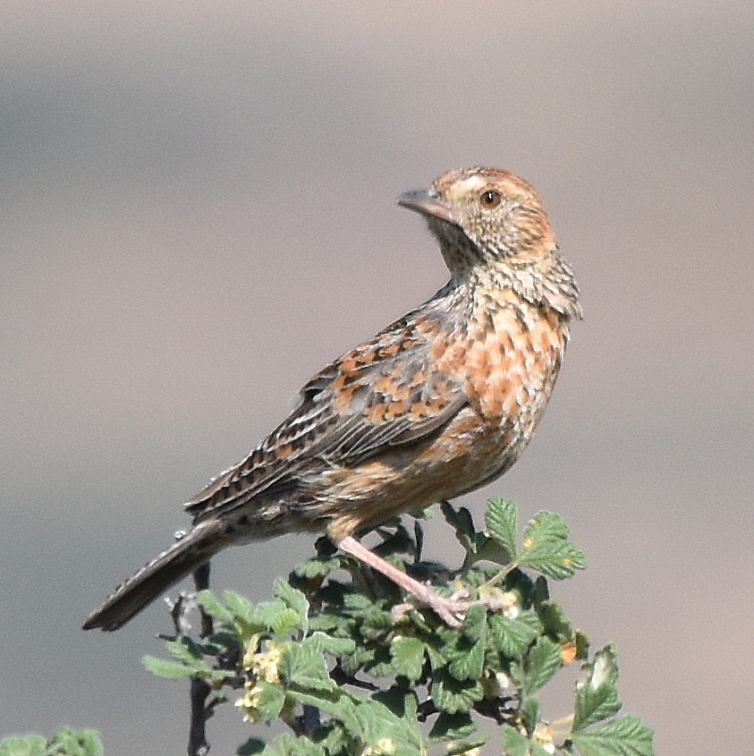Cape Clapper Lark (Corypha apiata) photo