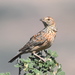 Cape Clapper Lark - Photo (c) copper, some rights reserved (CC BY-NC), uploaded by copper