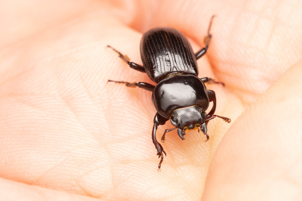 Amneidus godefroyi