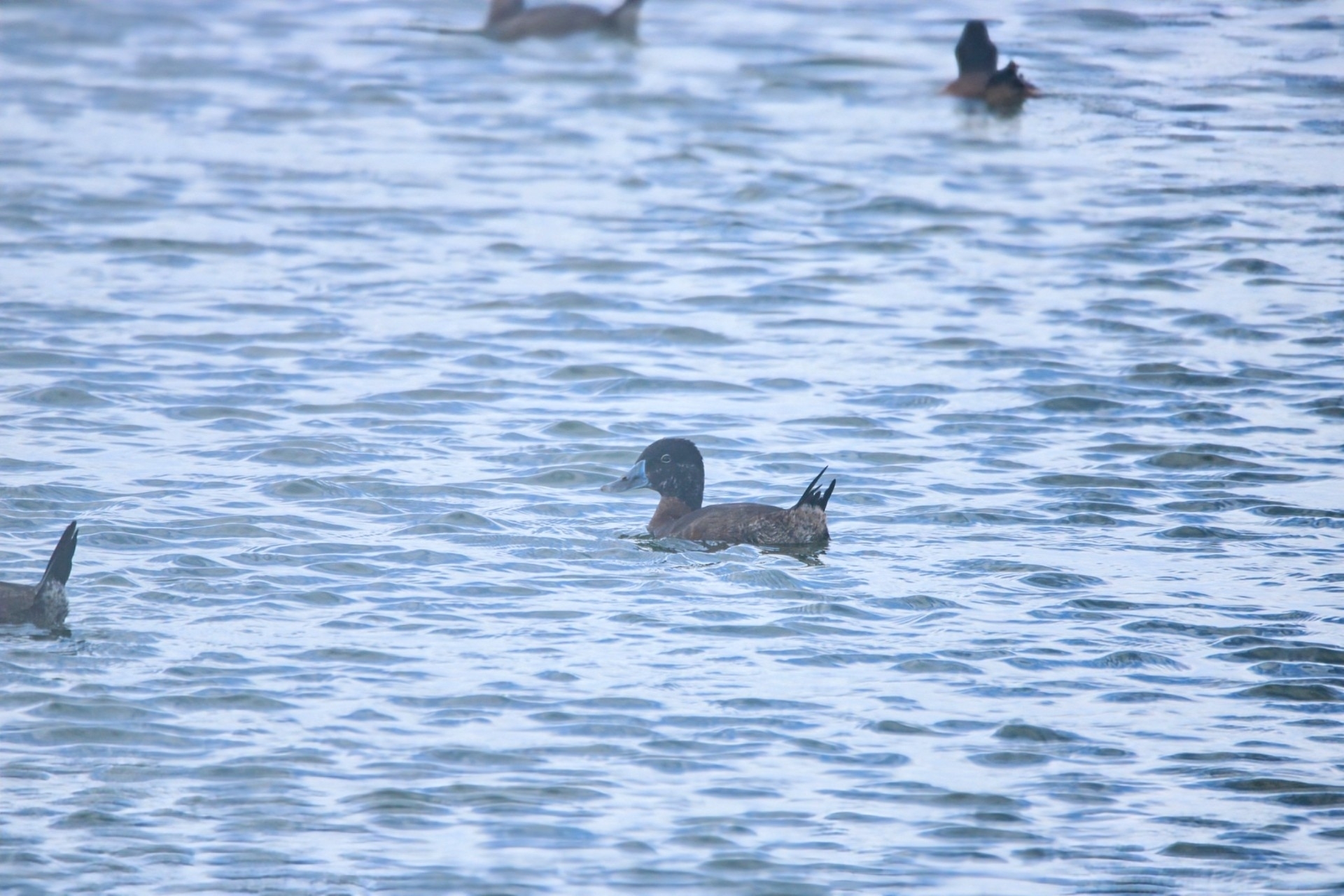 Maccoa Duck (Oxyura maccoa), photo 8