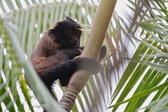 Sapajus robustus