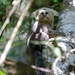 Buffy-headed Marmoset - Photo (c) feelthewildtusk, some rights reserved (CC BY-NC)