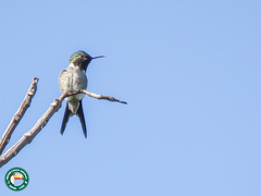 Calliphlox amethystina