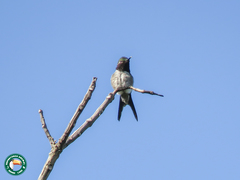 Calliphlox amethystina