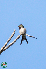 Calliphlox amethystina