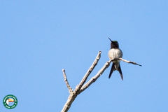 Calliphlox amethystina