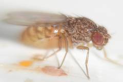 Drosophila repleta