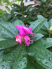 Rhododendron ponticum
