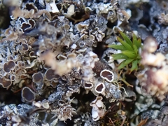 Lecanora epibryon broccha