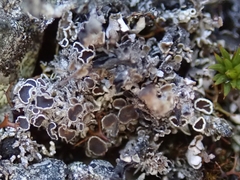 Lecanora epibryon broccha