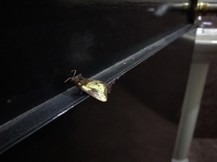 Chalcopasta sinuata
