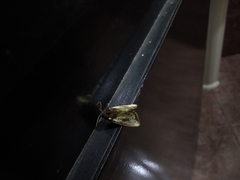 Chalcopasta sinuata