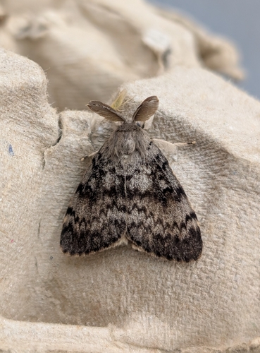 Lymantria dispar