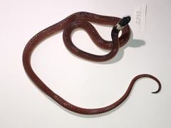 Drepanoides anomalus