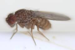 Drosophila repleta