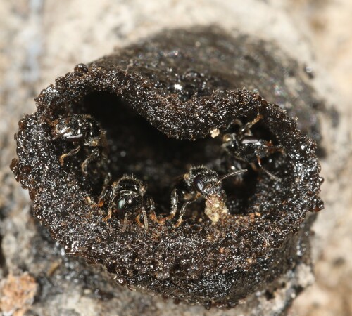 Leurotrigona muelleri