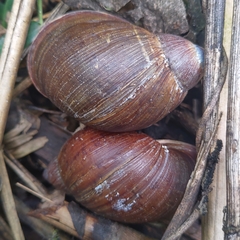 Plekocheilus gibbonius