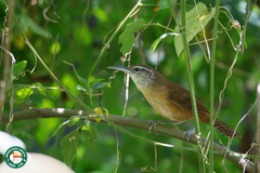 Cantorchilus longirostris